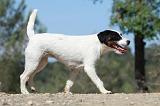 PARSON RUSSEL TERRIER 015